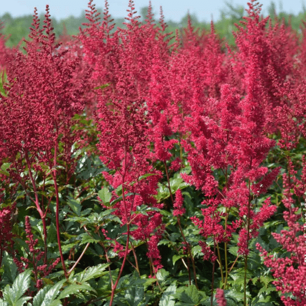 007g27 astilbe japonica red sentinel 04.png