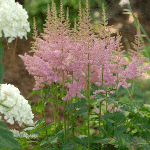 007g28 astilbe chinensis vision in pink 01.png