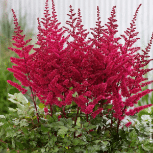 007g29 astilbe chinensis volcano 01.png