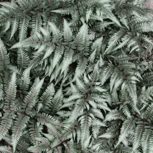 007g30 athyrium niponicum godzilla 01.png