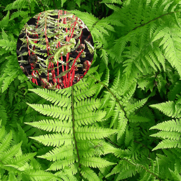 007g31 athyrium filix femina lady in red 01.png